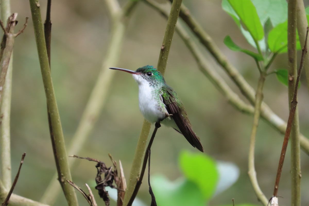 Агиртрія андська - ML645970599