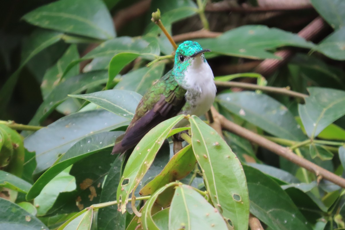 Агиртрія андська - ML645970600