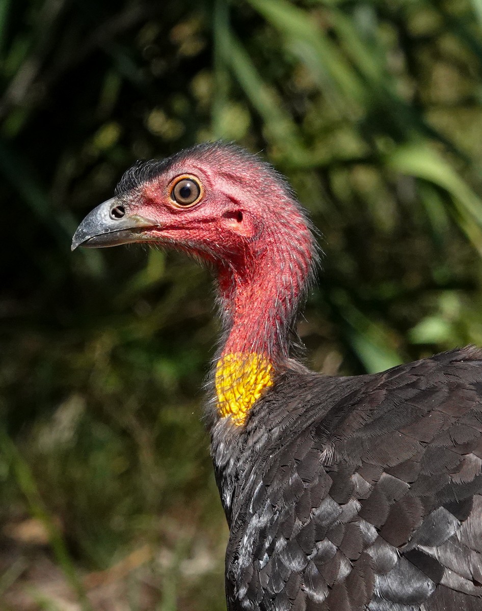 Australian Brushturkey - ML645970601