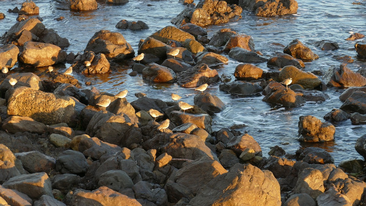 Black-bellied Plover - ML645970604