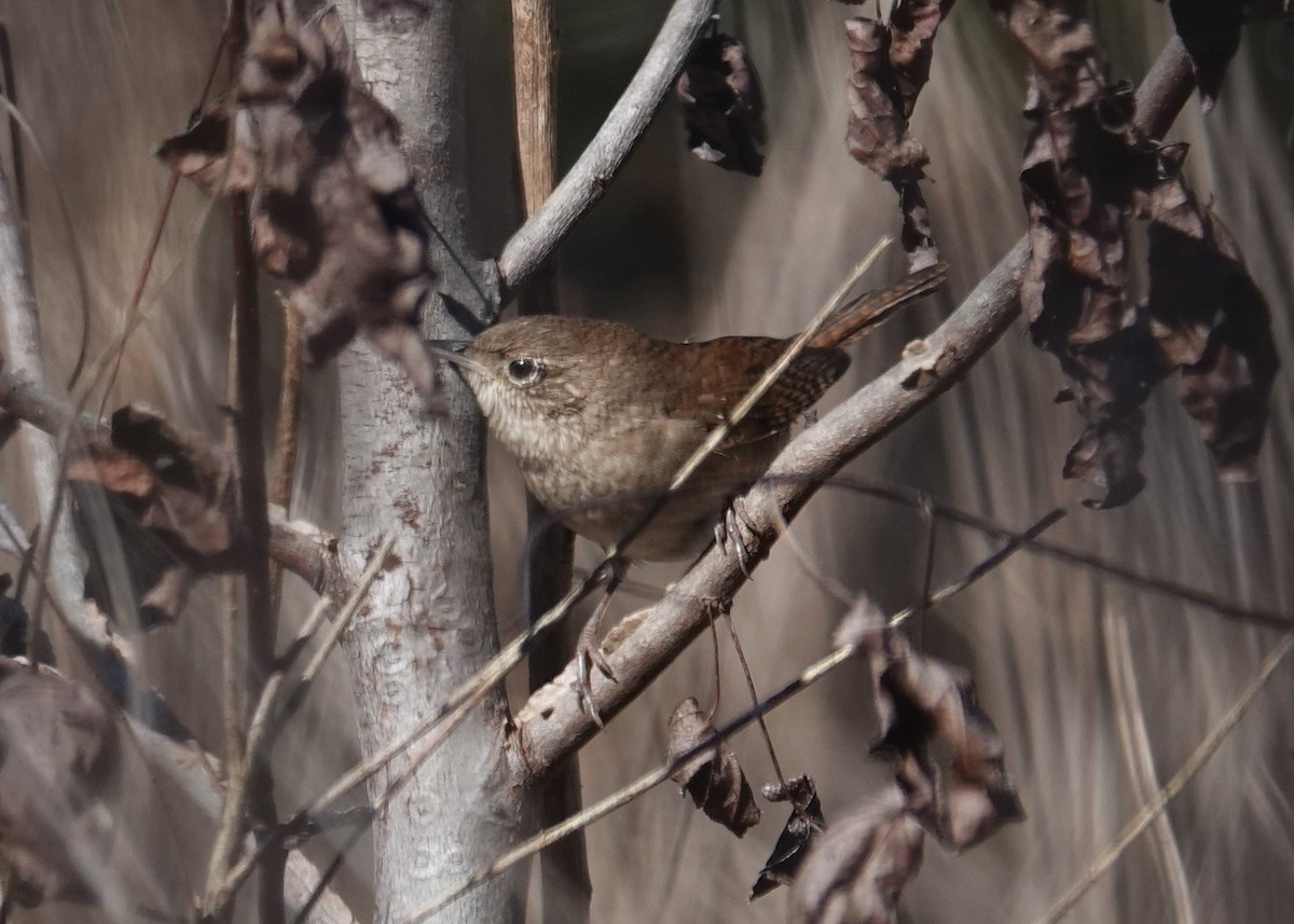 Northern House Wren - ML645970606
