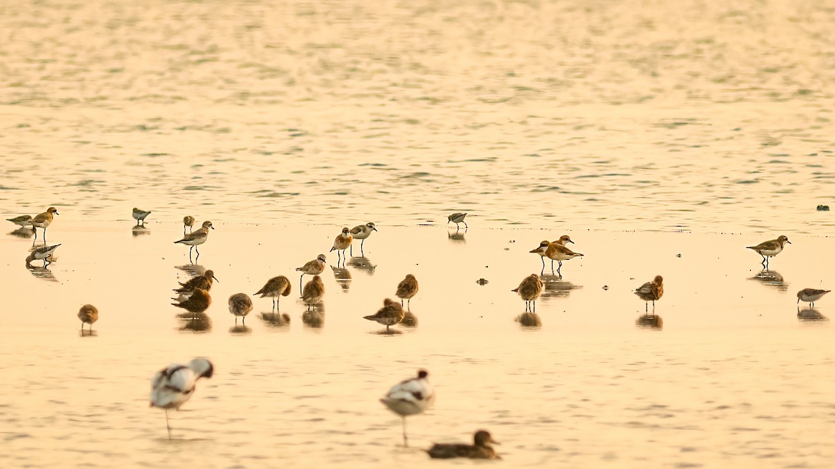 Tibet Cılıbıtı - ML645970618