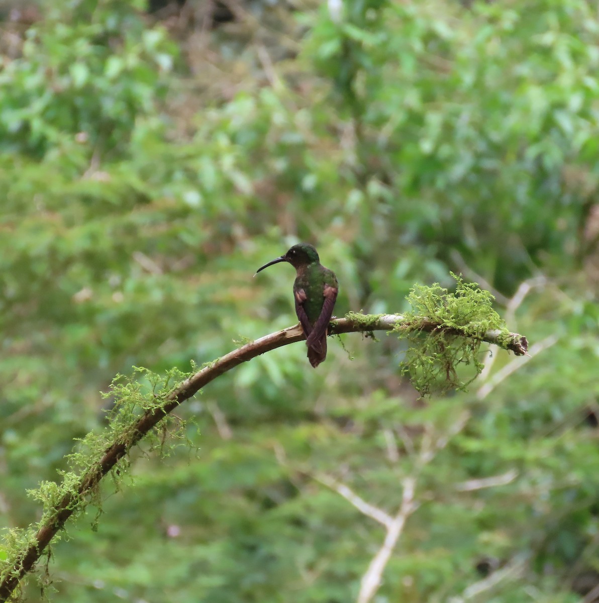 チャムネテリハチドリ - ML645970623