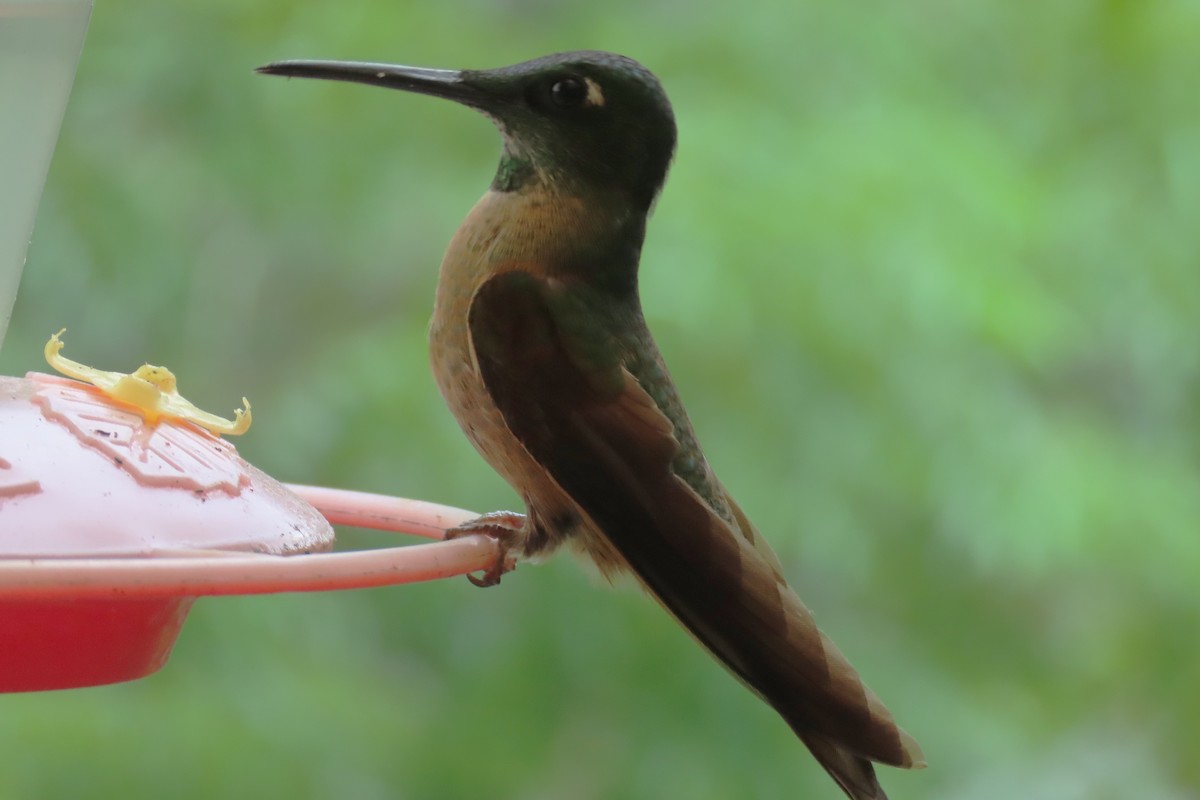 チャムネテリハチドリ - ML645970624