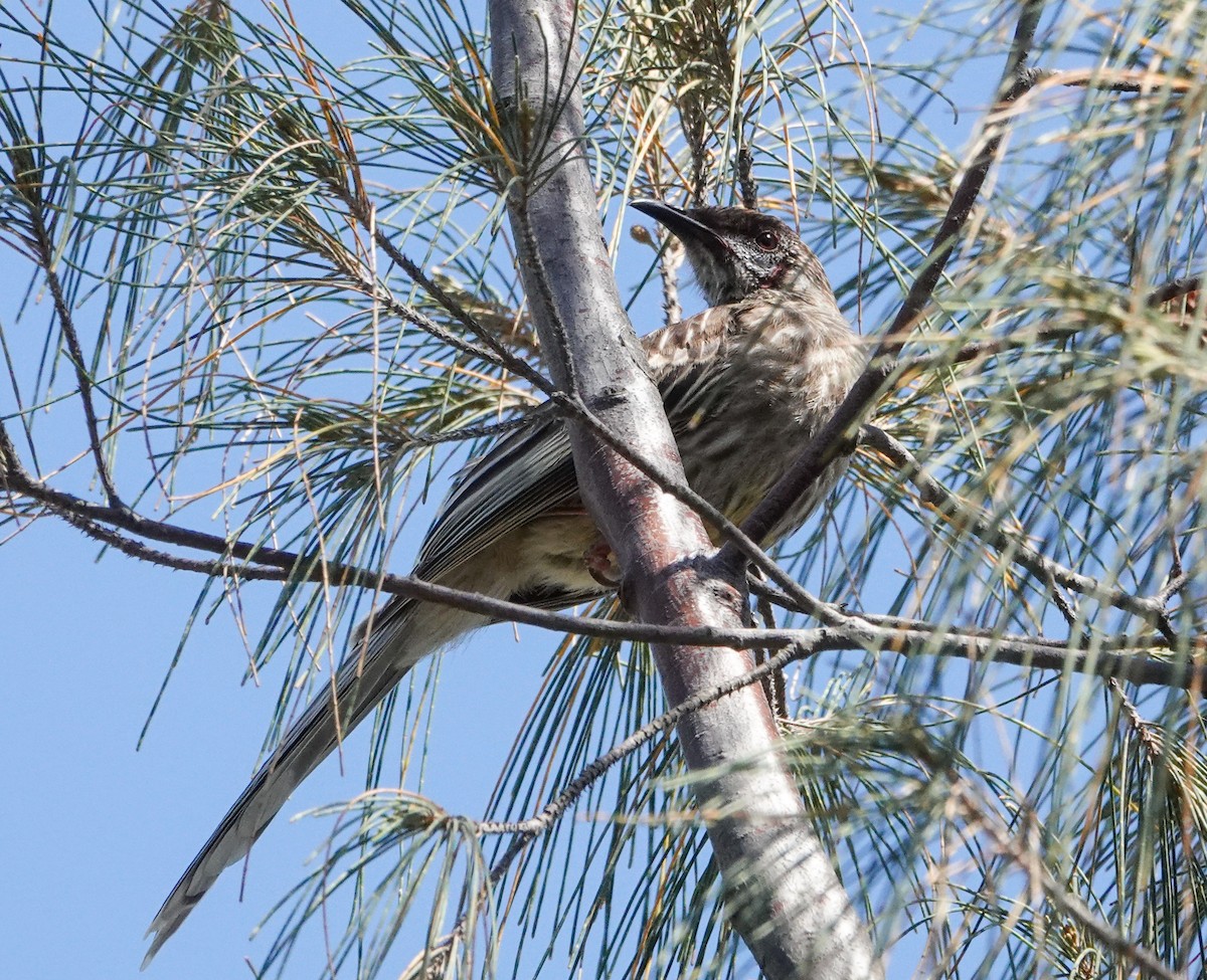 Red Wattlebird - ML645970625
