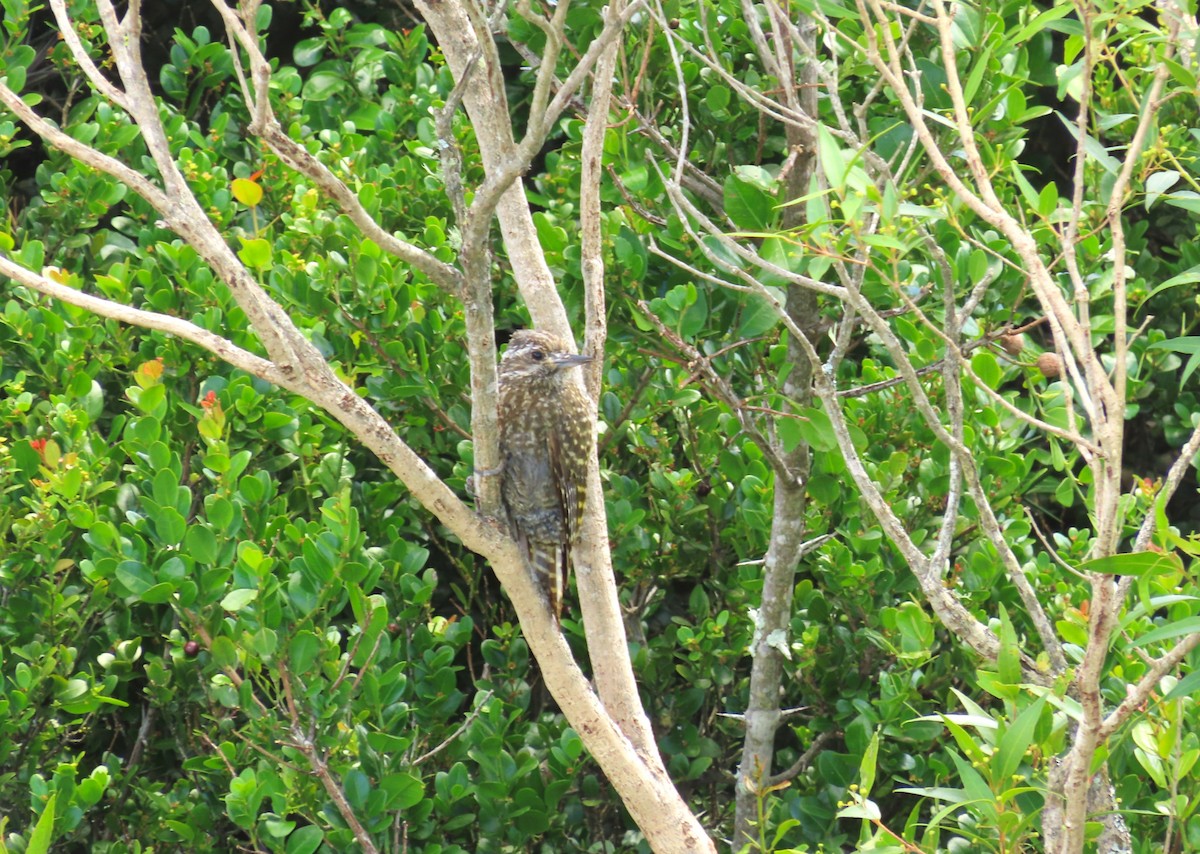 White-spotted Woodpecker - ML645970638