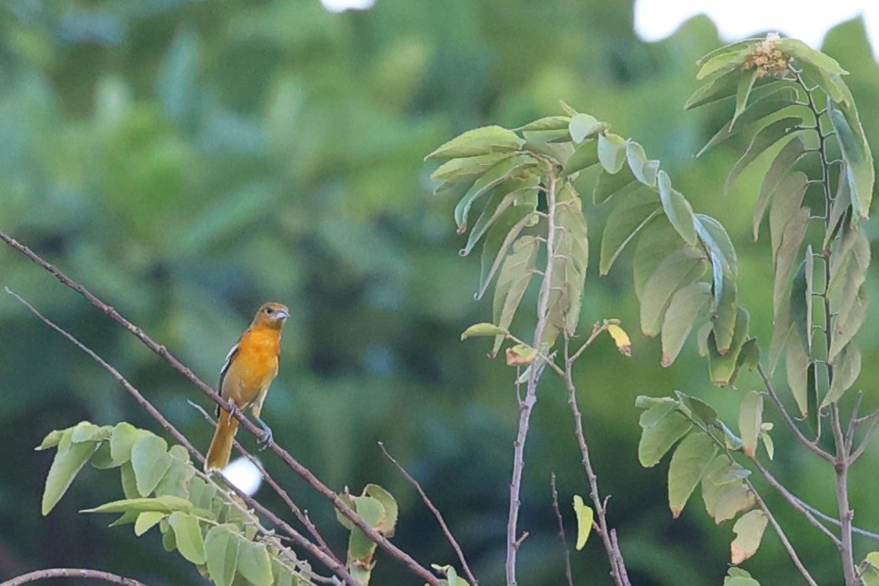 Балтиморский трупиал - ML645970639