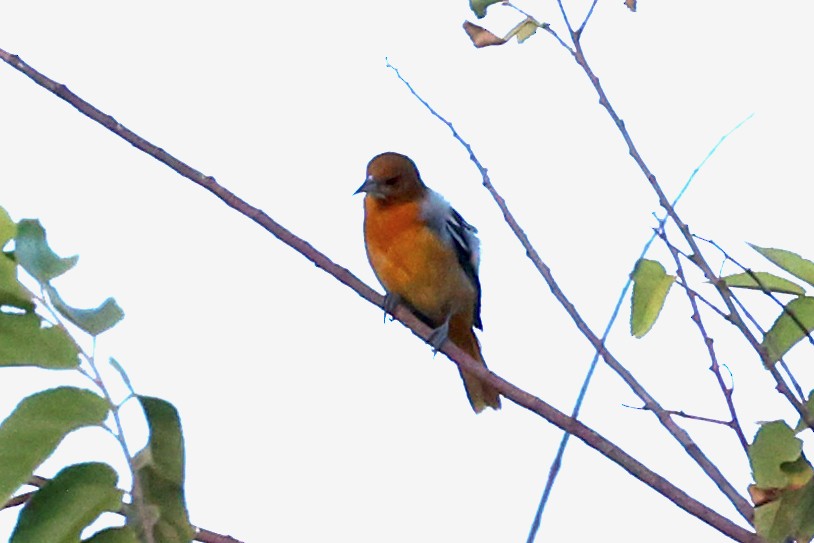 Балтиморский трупиал - ML645970640