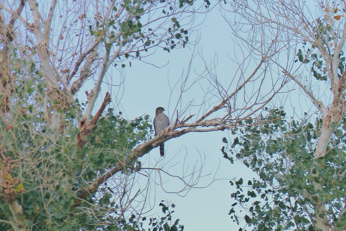 Cooper's Hawk - ML645970642