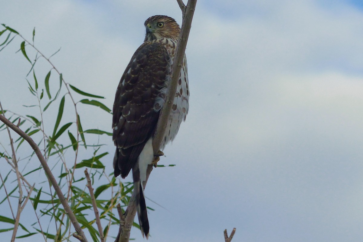 Cooper's Hawk - ML645970643