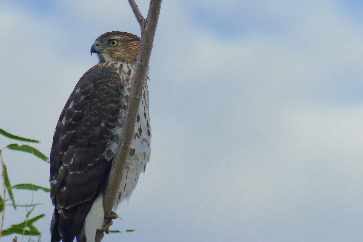 Cooper's Hawk - ML645970644