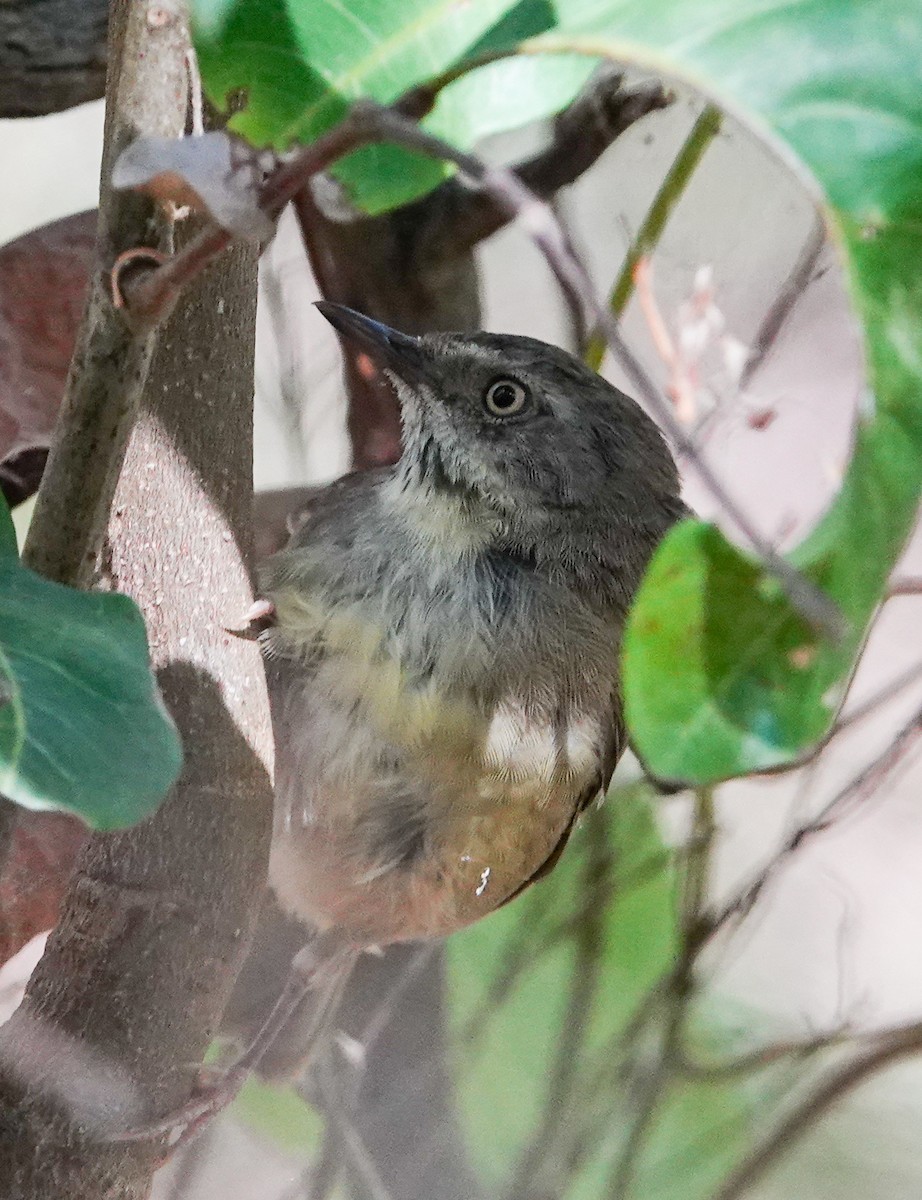 White-browed Scrubwren - ML645970645