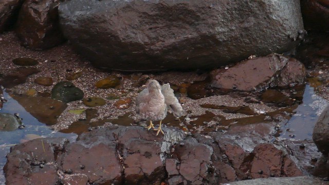 Surfbird - ML645970646