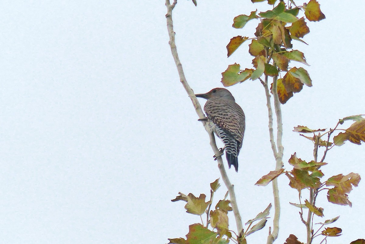 Northern Flicker - ML645970648
