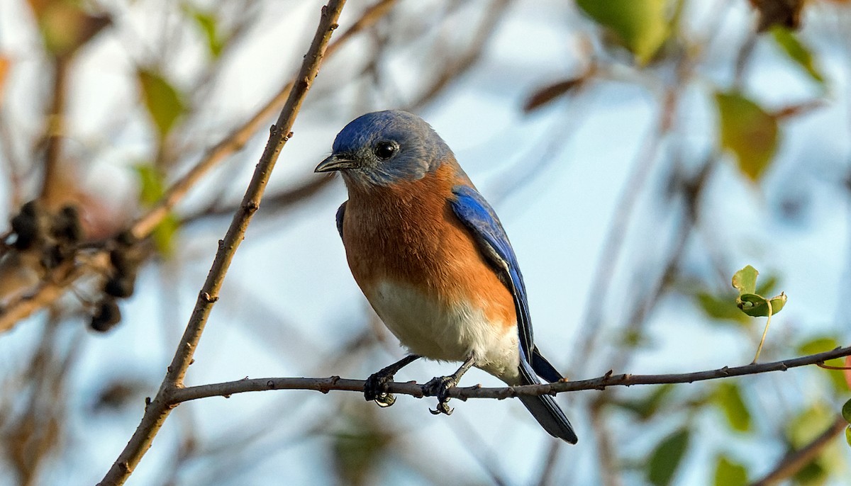 Eastern Bluebird - ML645970649