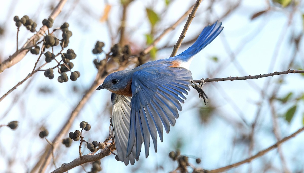 Eastern Bluebird - ML645970650