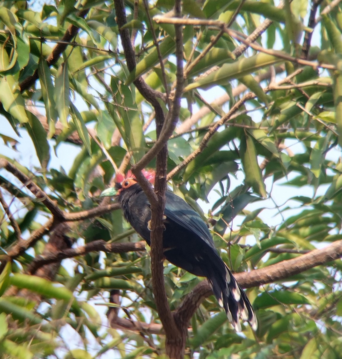 Red-crested Malkoha - ML645970651