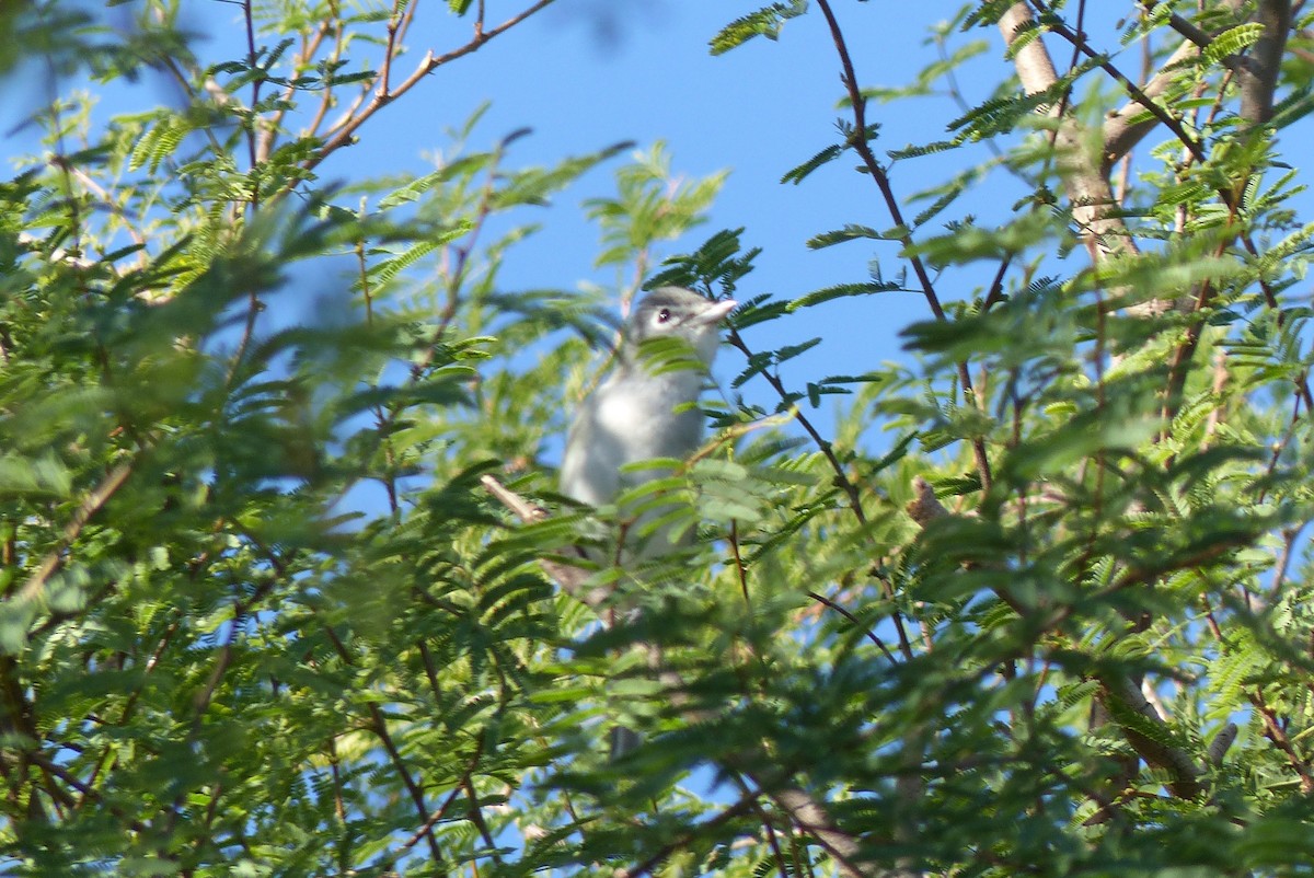 Plumbeous Vireo - ML645970655