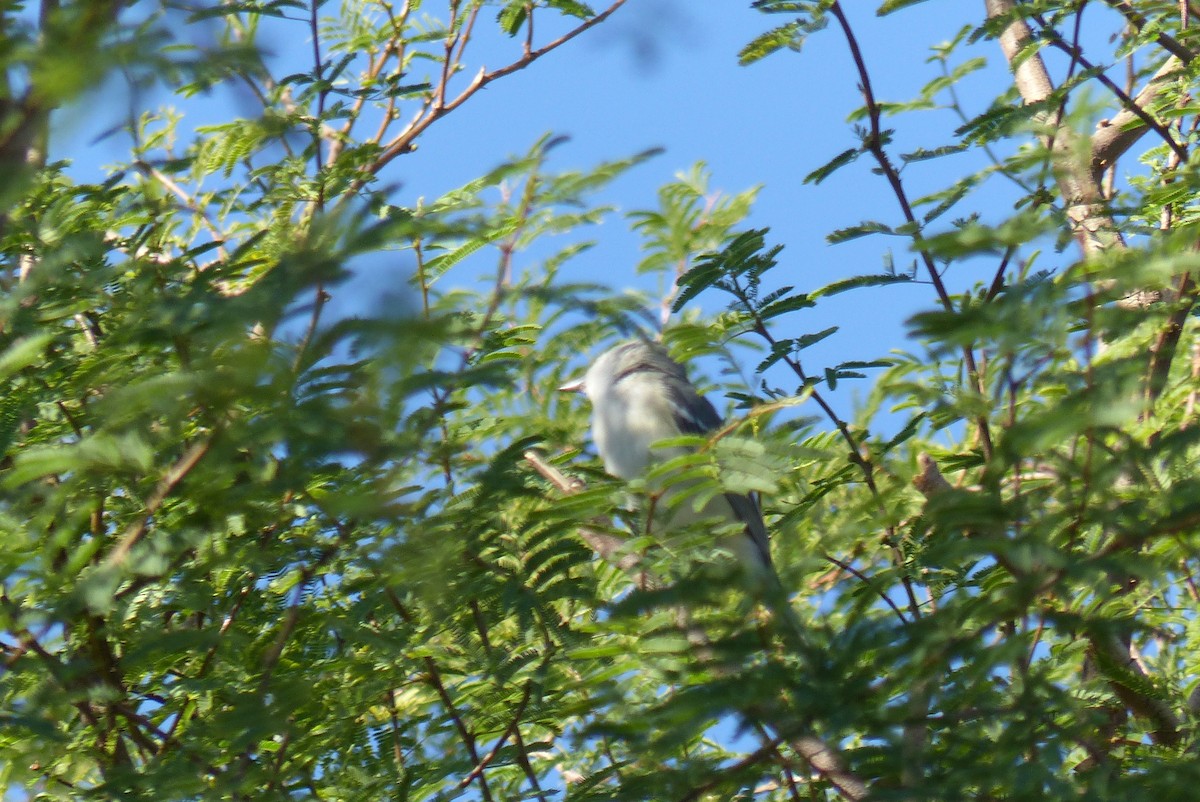 Plumbeous Vireo - ML645970656