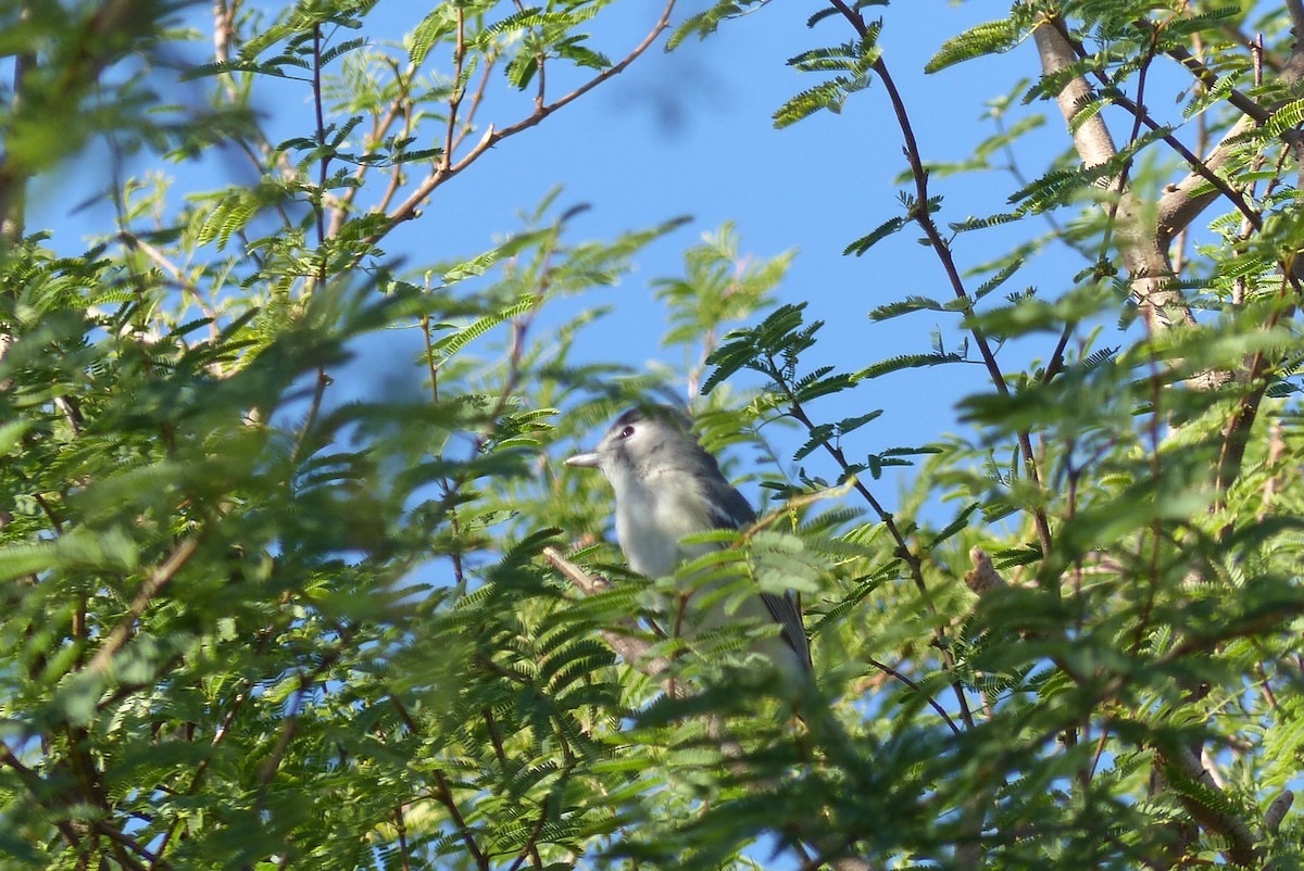 Plumbeous Vireo - ML645970657