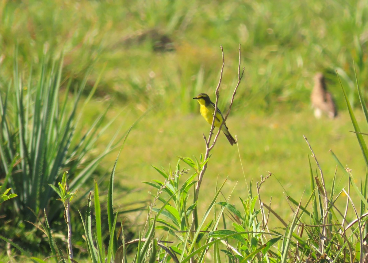 Yellow-browed Tyrant - ML645970659