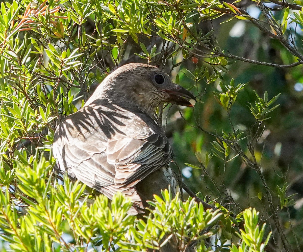 Australasian Figbird - ML645970660