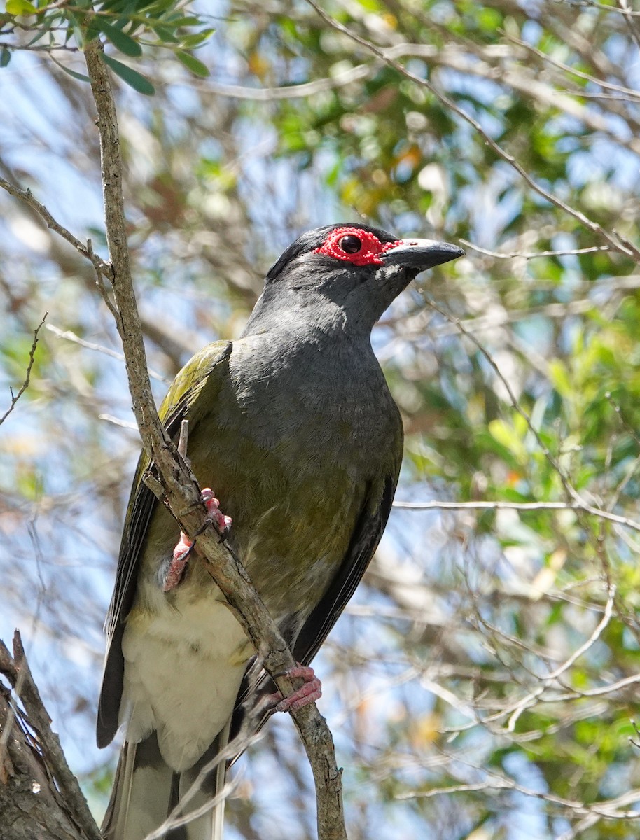 Australasian Figbird - ML645970661