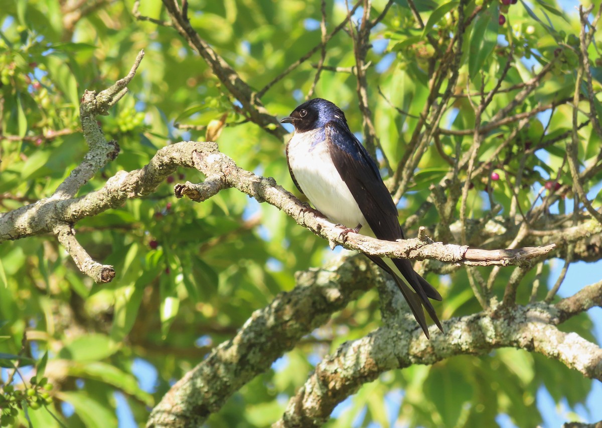 Gray-breasted Martin - ML645970663