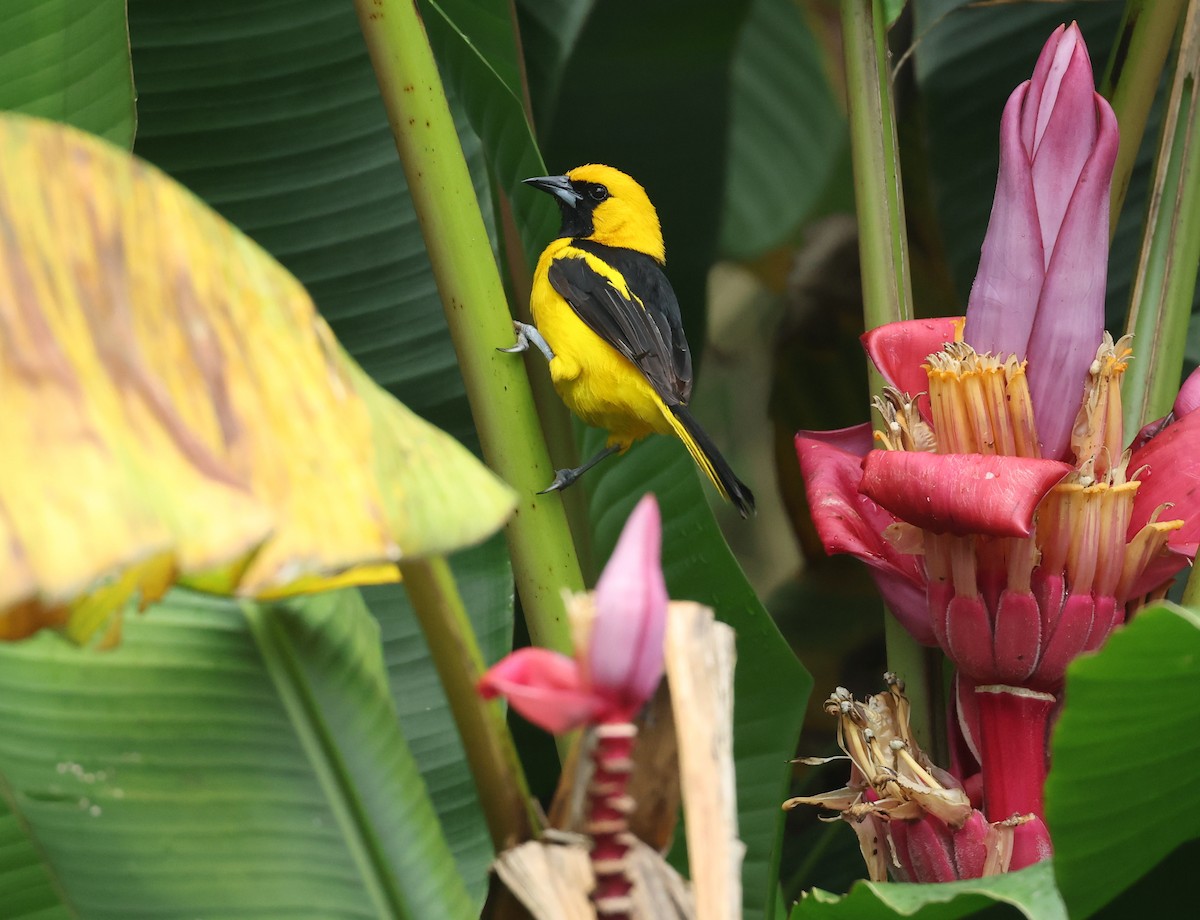 Yellow-tailed Oriole - ML645970667