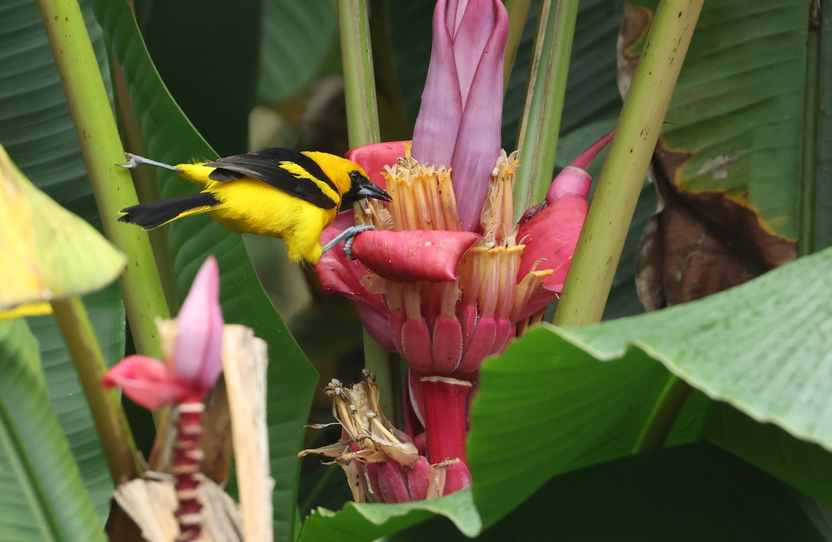Yellow-tailed Oriole - ML645970668