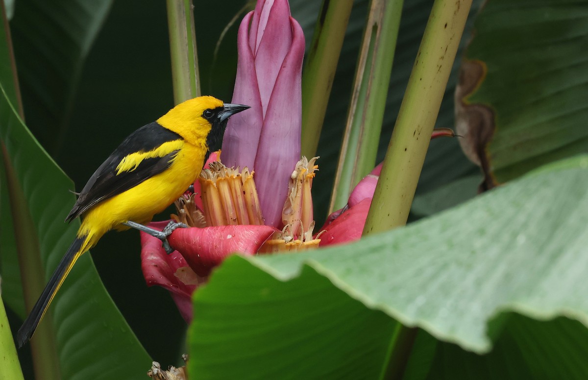 Yellow-tailed Oriole - ML645970669