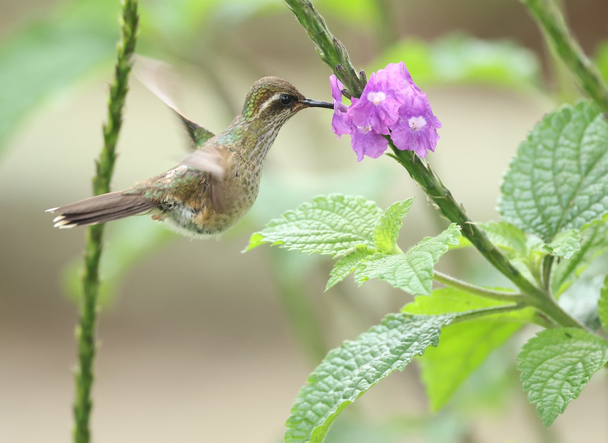 Schwarzohrkolibri - ML645970678