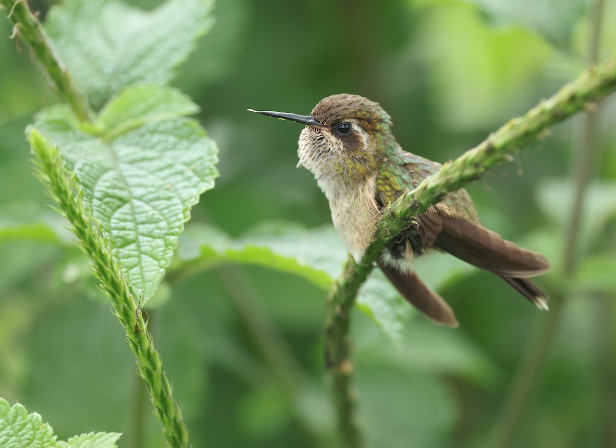 Schwarzohrkolibri - ML645970679