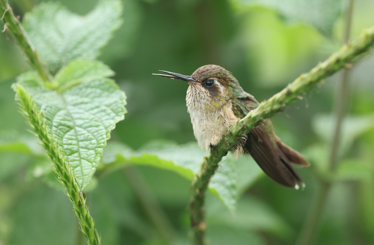 Schwarzohrkolibri - ML645970680