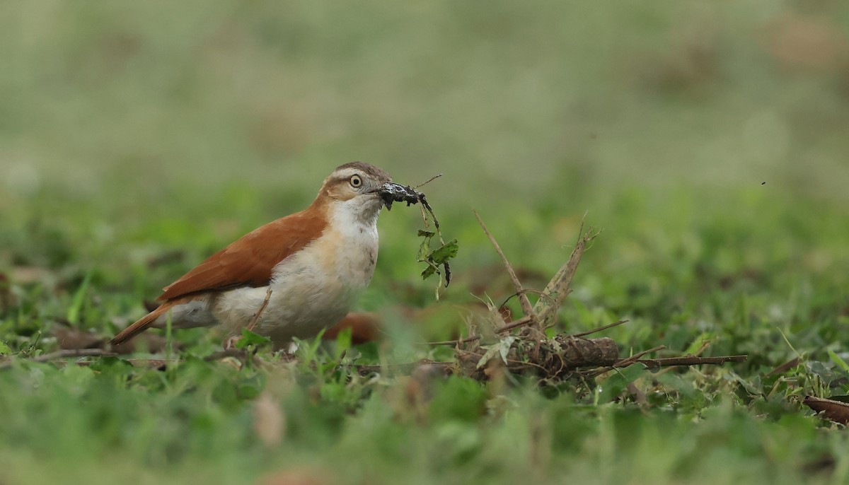 Weißbauchtöpfer - ML645970681