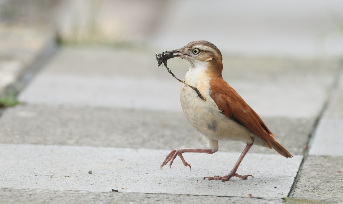 Weißbauchtöpfer - ML645970682