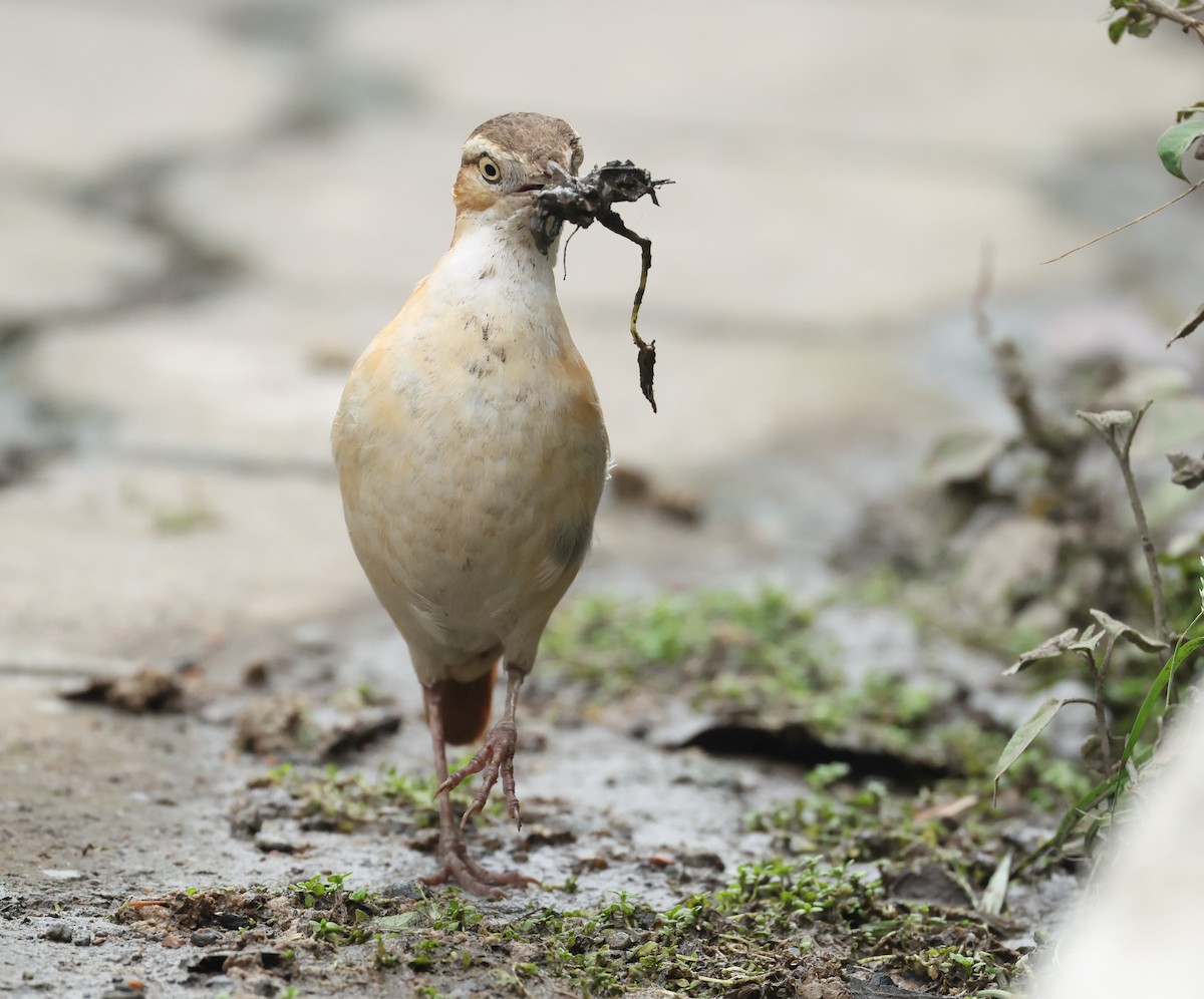 Weißbauchtöpfer - ML645970683