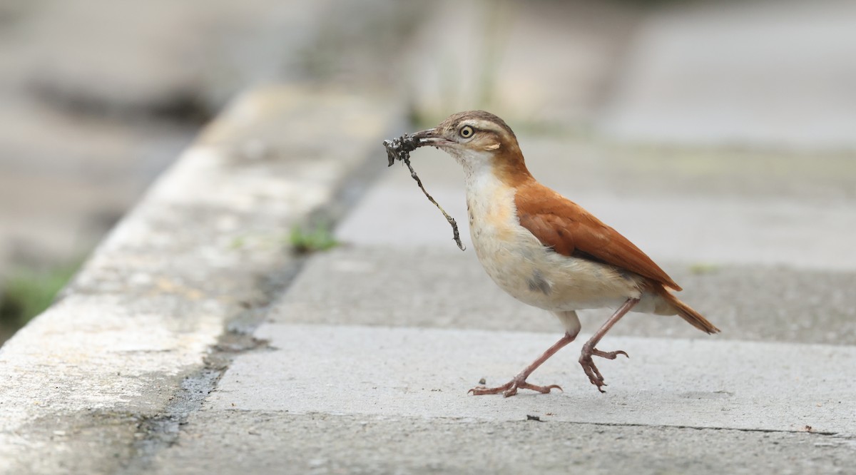 Weißbauchtöpfer - ML645970684