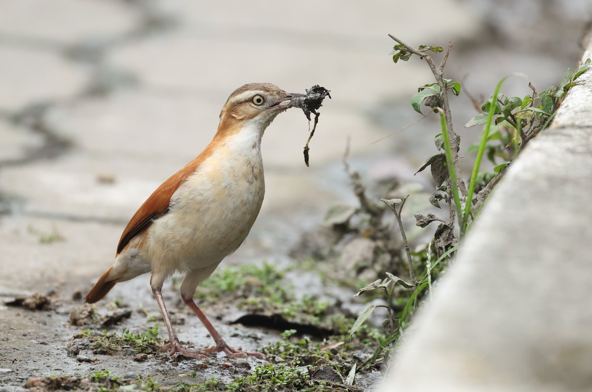 Weißbauchtöpfer - ML645970685