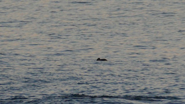 Common Loon - ML645970689