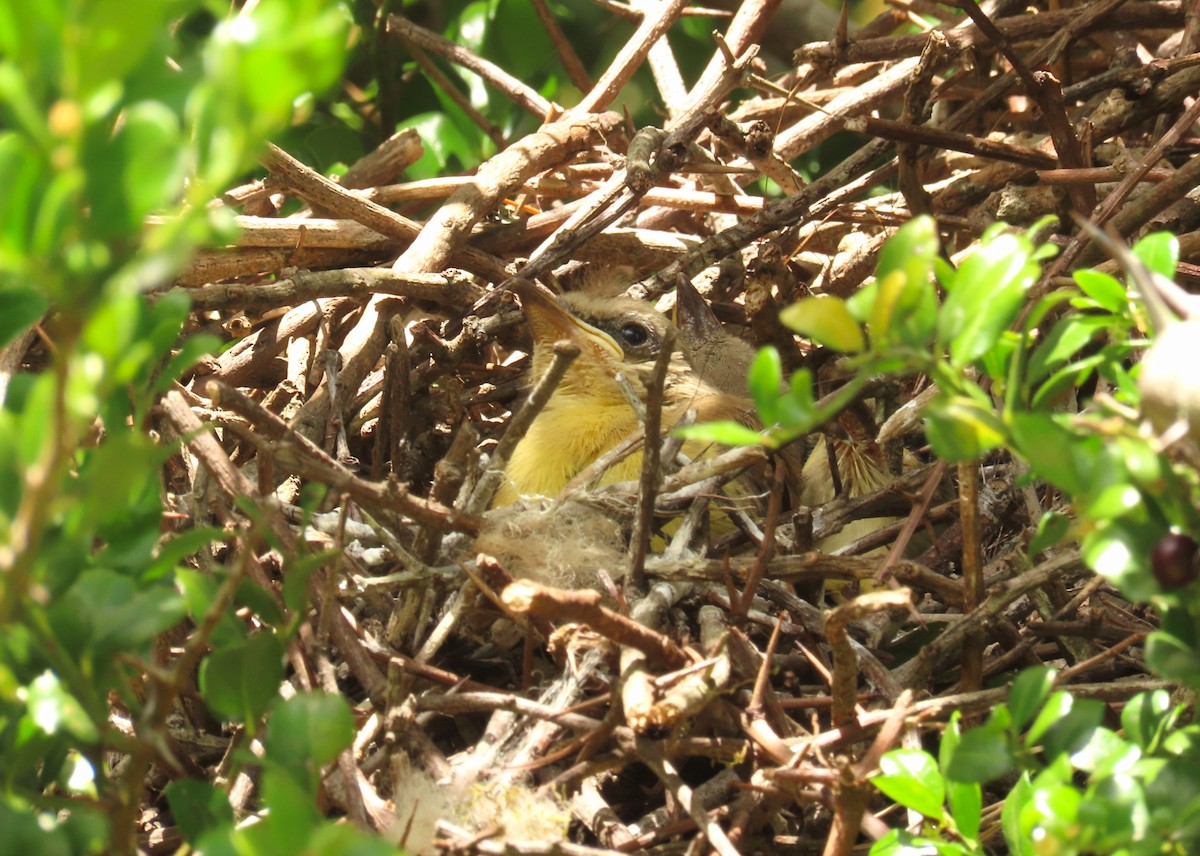 Graslandtyrann - ML645970690