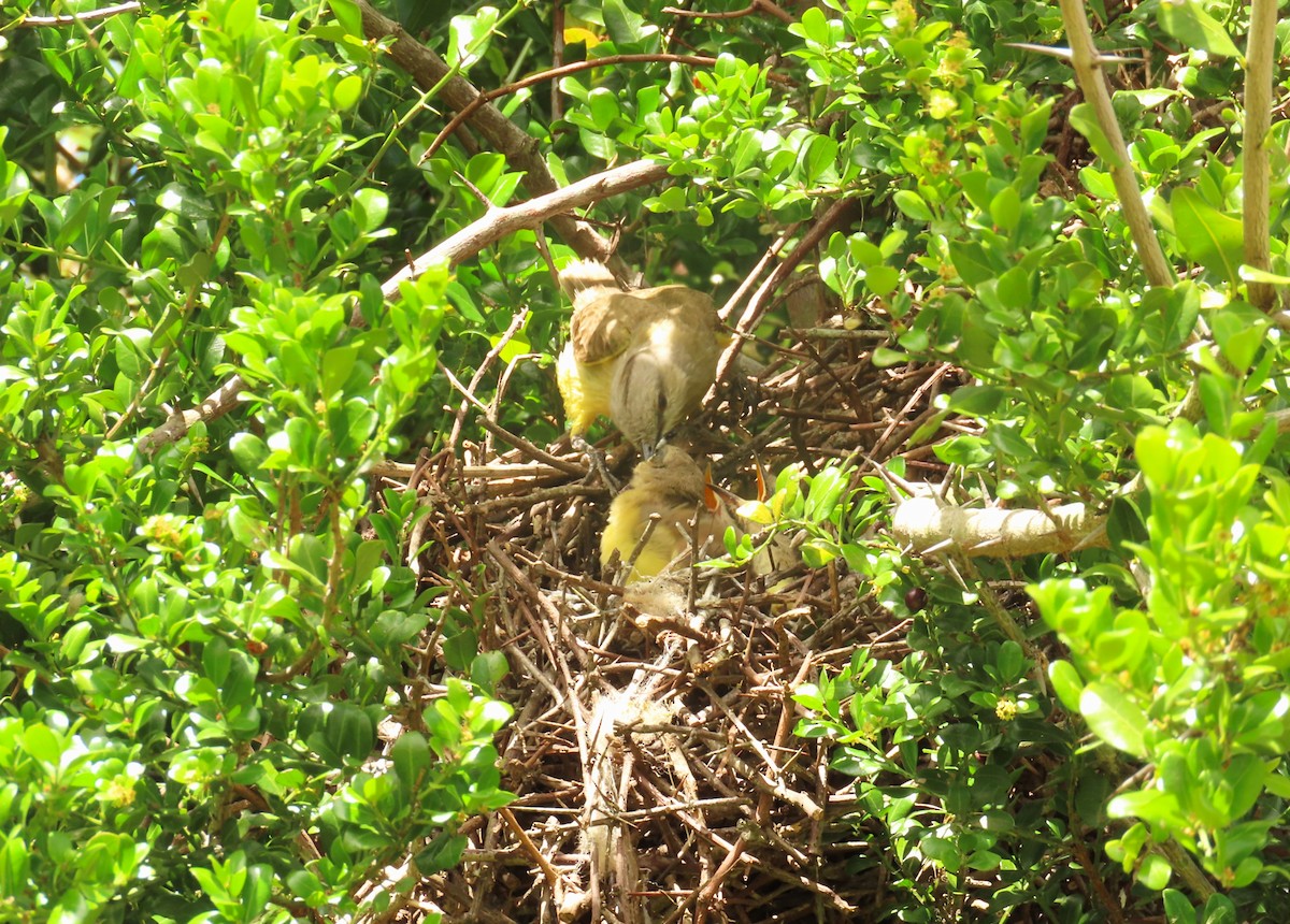 Graslandtyrann - ML645970691