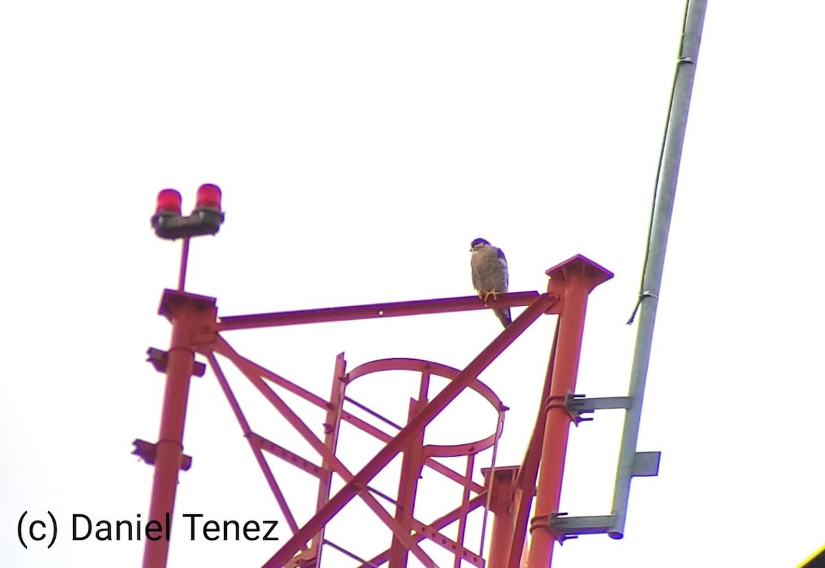 Wanderfalke - ML645970692