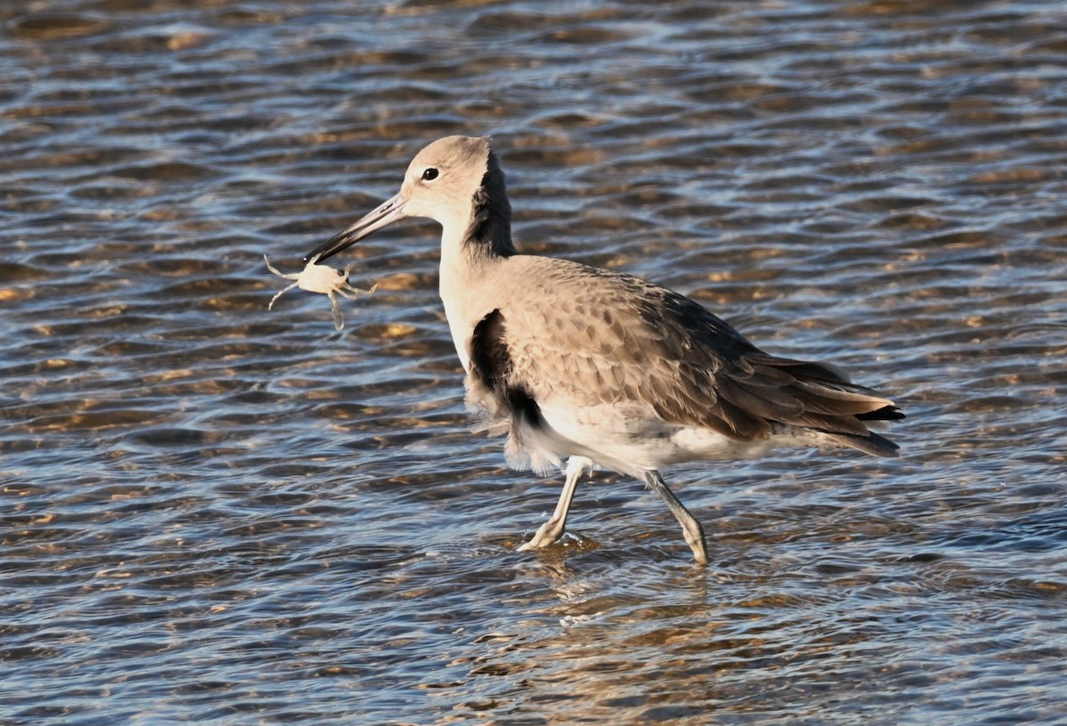 Schlammtreter - ML645970693