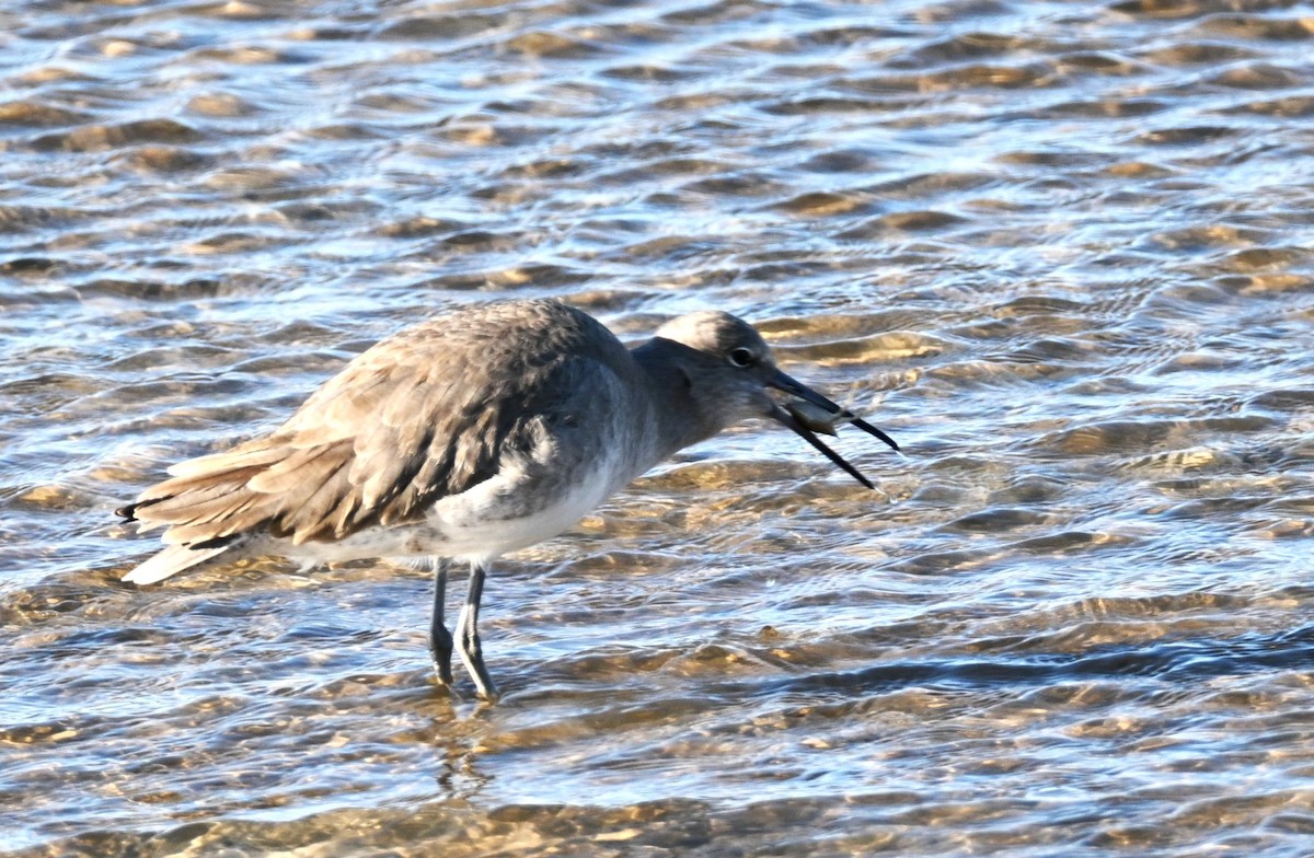 Schlammtreter - ML645970694