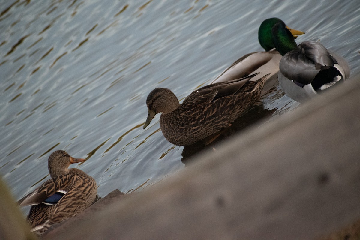 Stock- x Dunkelente (Hybrid) - ML645970695