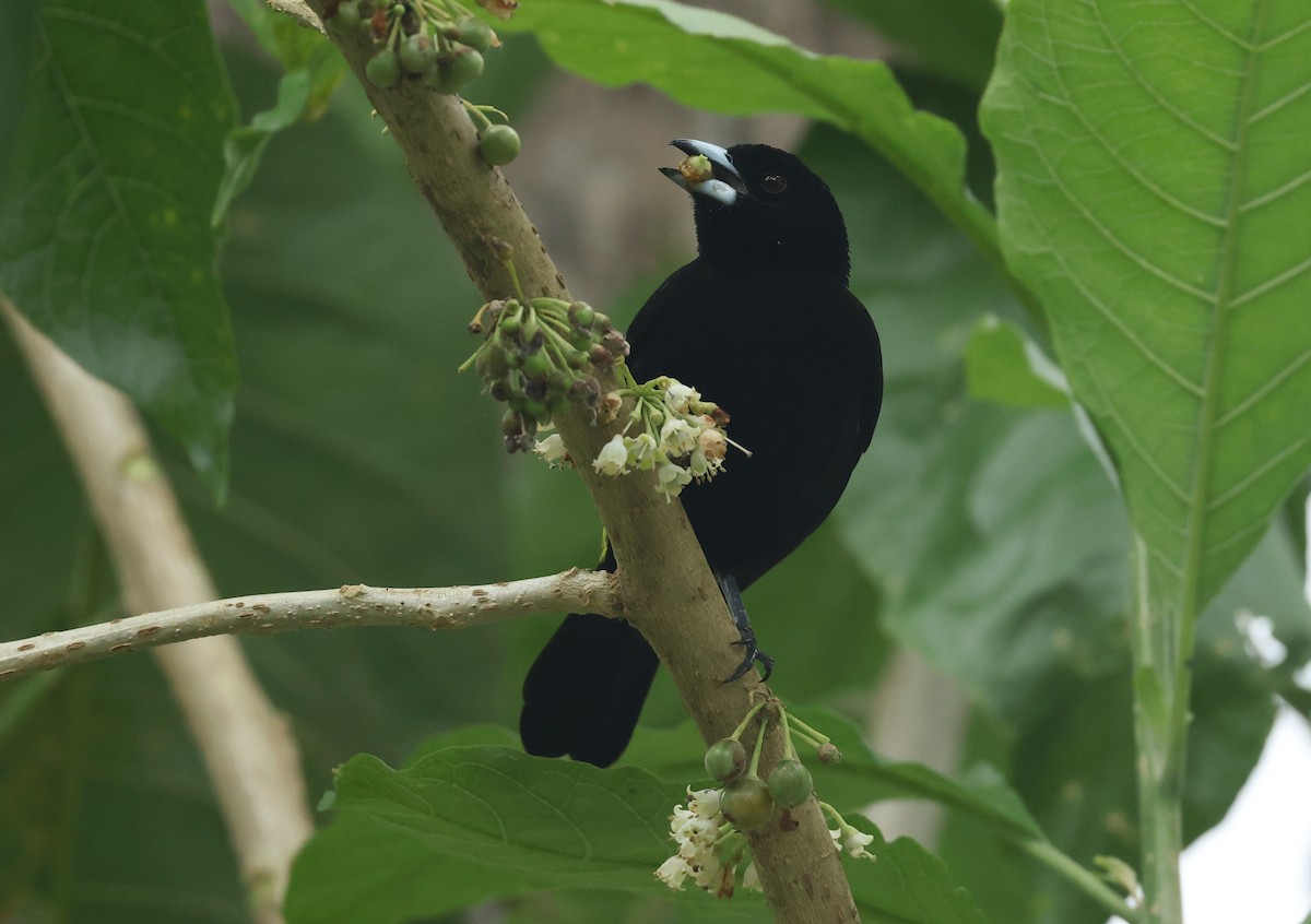 Feuerbürzeltangare - ML645970696