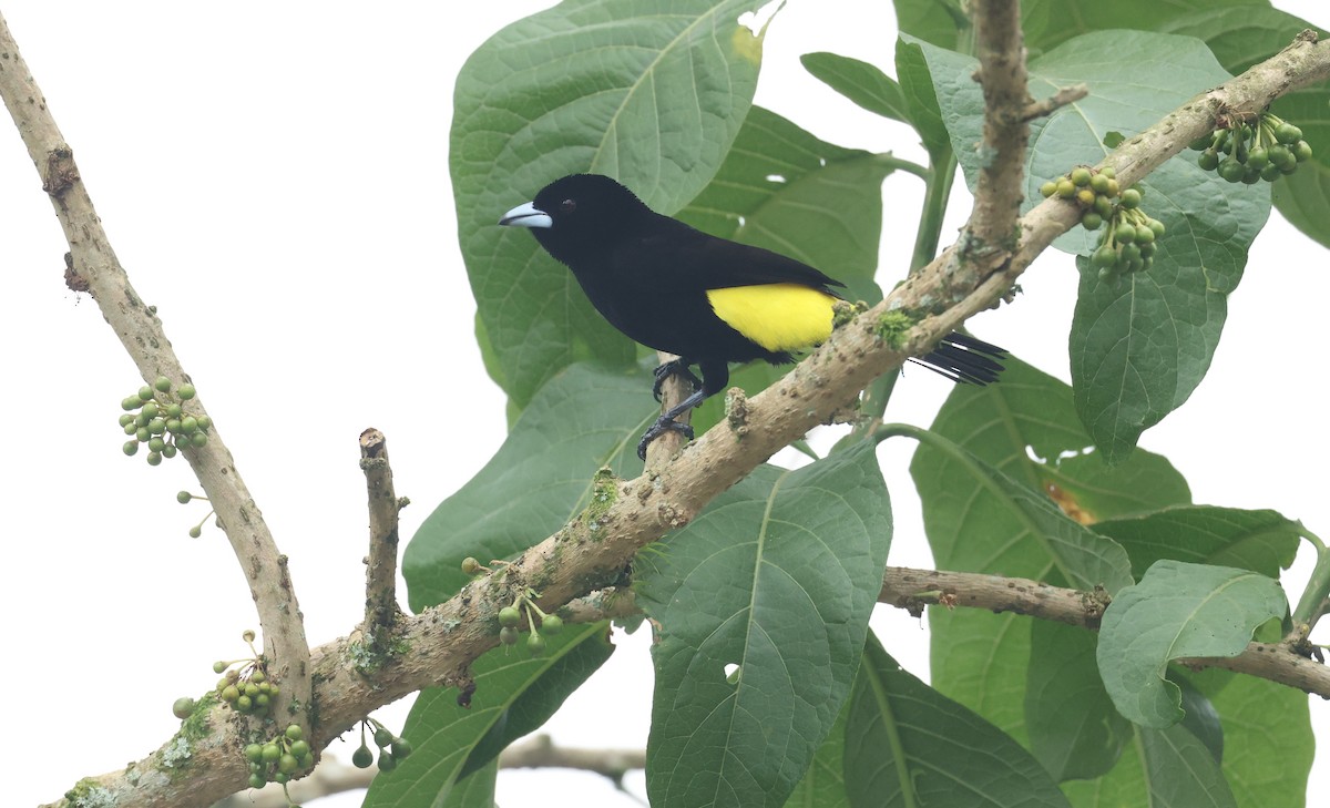 Feuerbürzeltangare - ML645970697