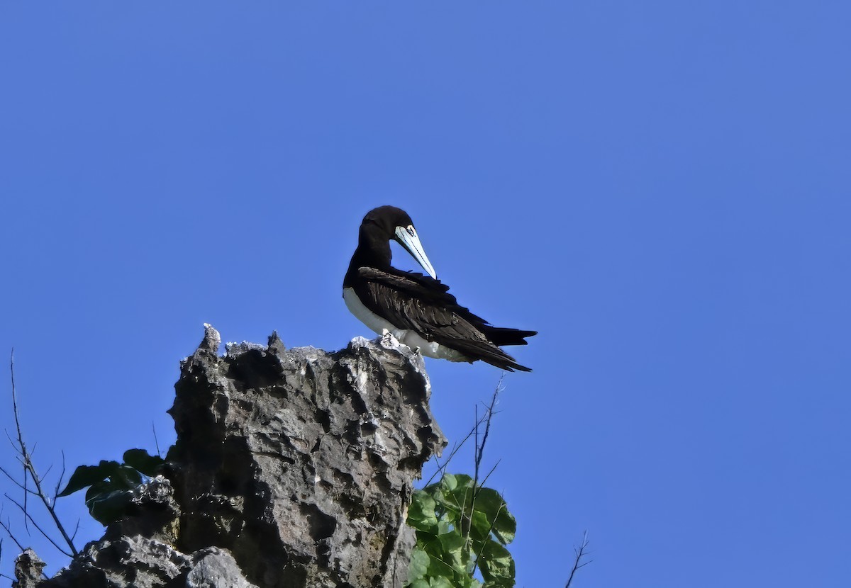 Weißbauchtölpel - ML645970698