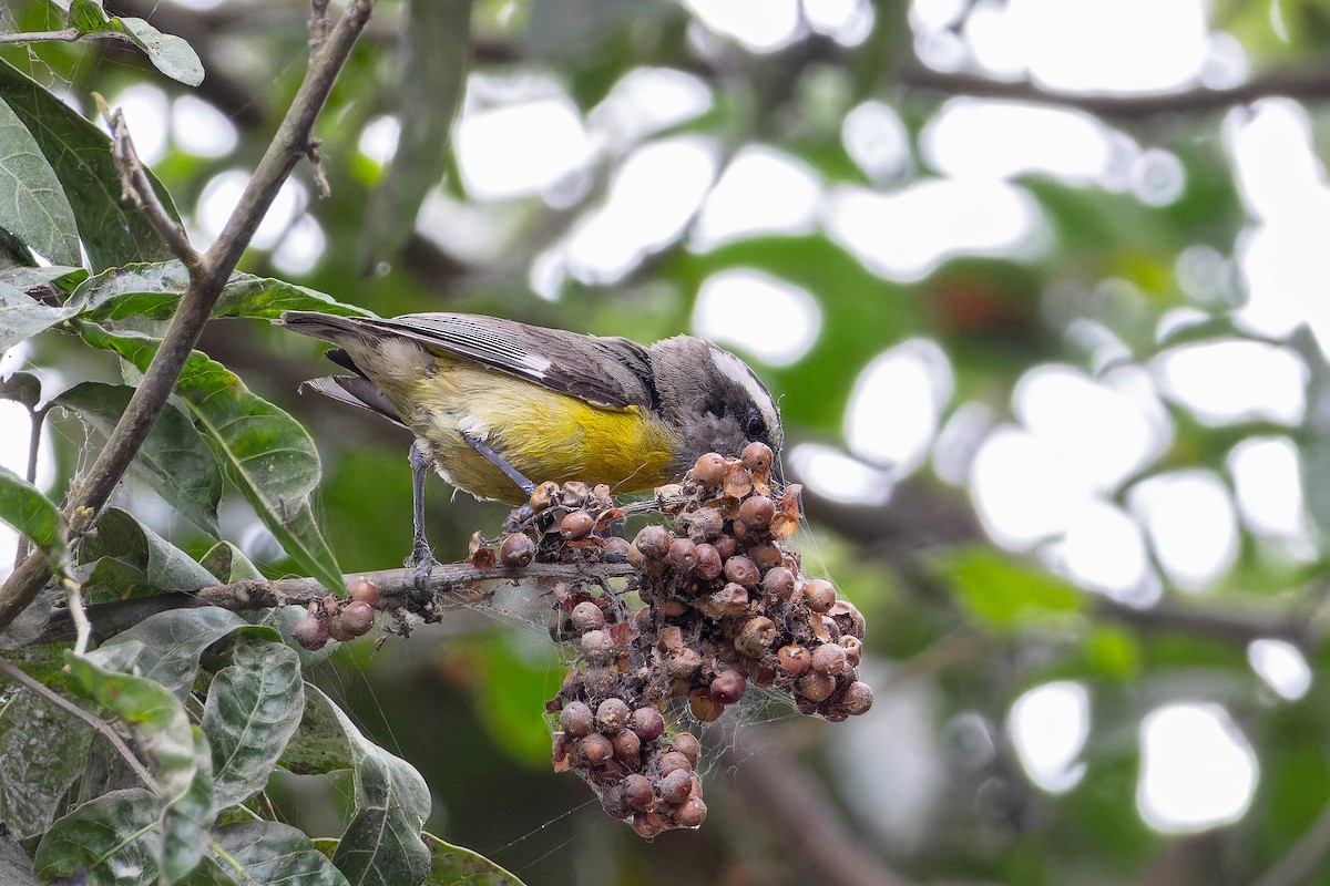 Zuckervogel [luteola-Gruppe] - ML645970699